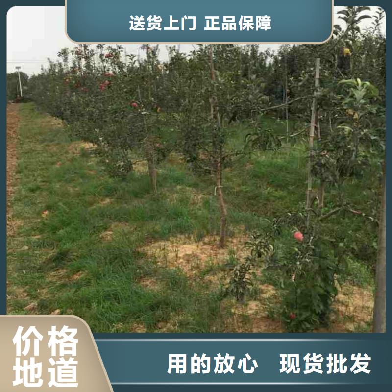 苹果苗,【蓝莓苗】优选厂家