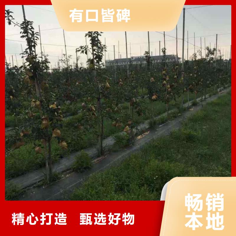 【苹果苗】蓝莓苗甄选好物