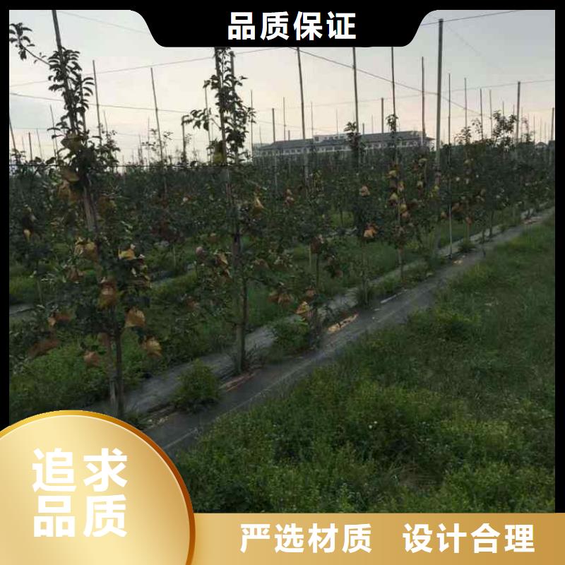 苹果苗桃树苗实拍品质保障