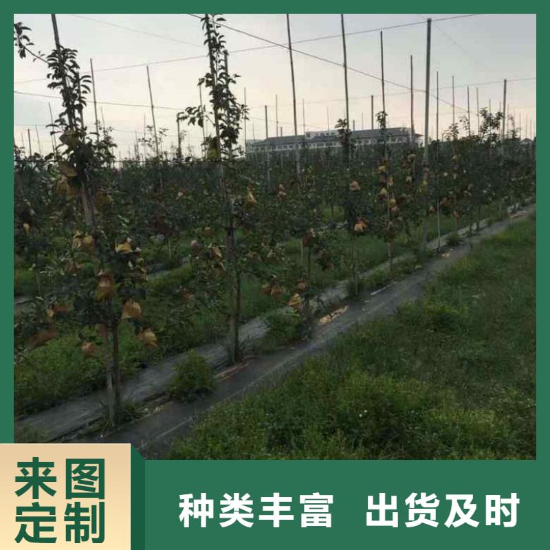 【苹果苗】,桃树苗安装简单