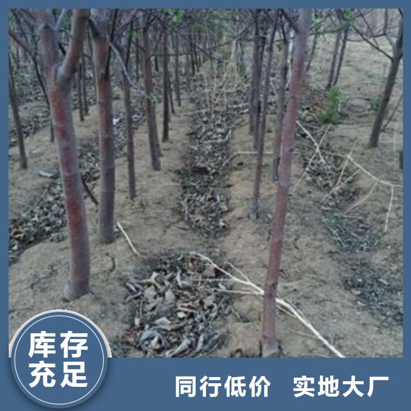 【苹果苗】_李子苗不断创新-兴海苗木种植社(河北省分公司)