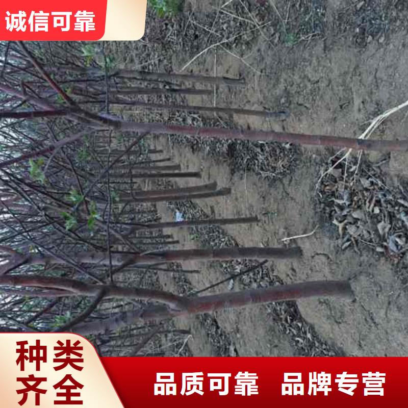 【苹果苗】_梨树苗定制定做-服务区域包括津南|东丽|红桥|和平|河东|武清等-产品视频