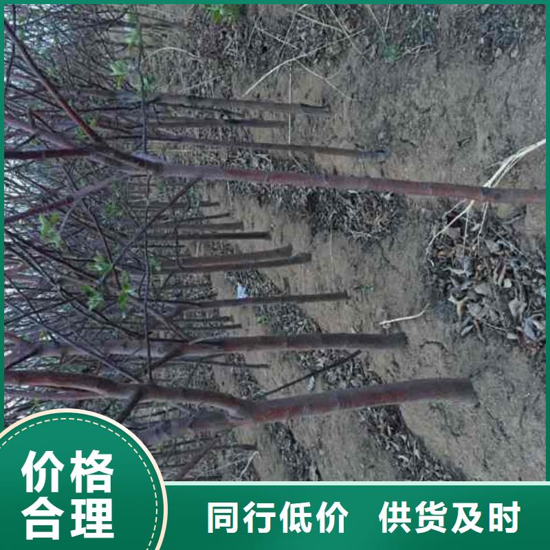 苹果苗_梨树苗质检合格发货
