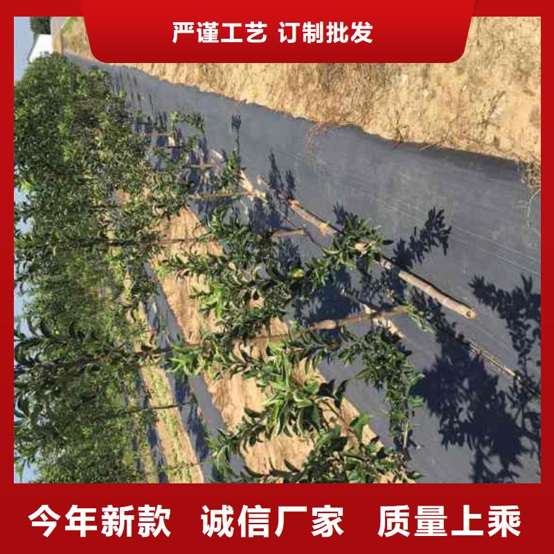 蘋果苗藍莓苗分類和特點