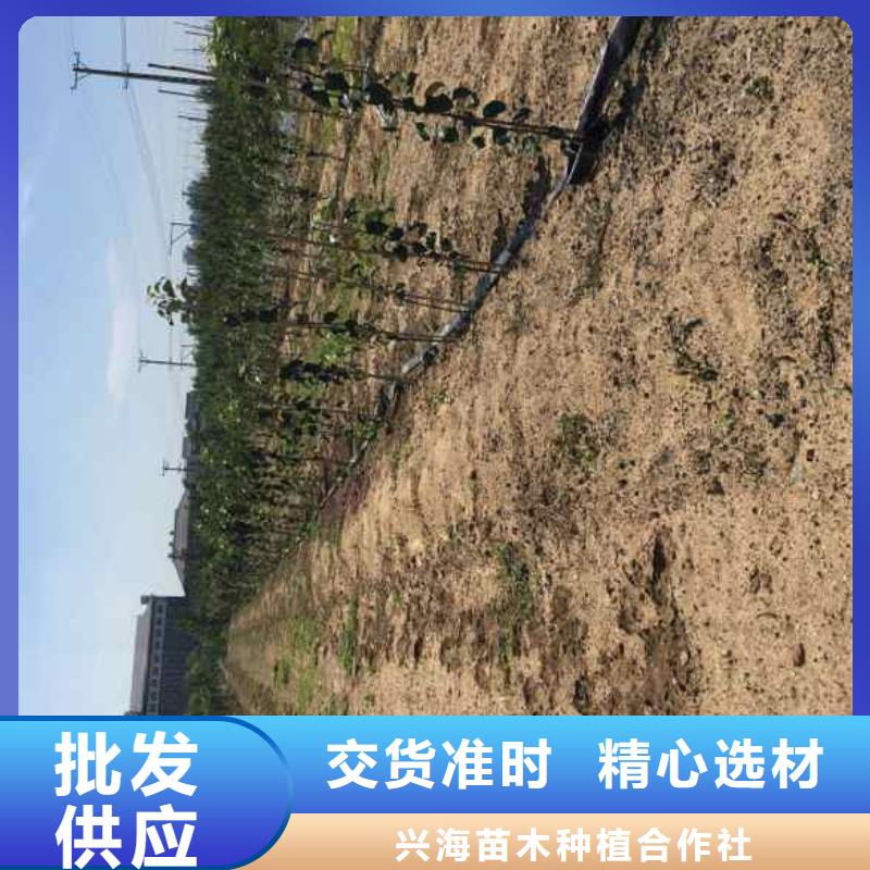 苹果苗核桃苗适用范围广