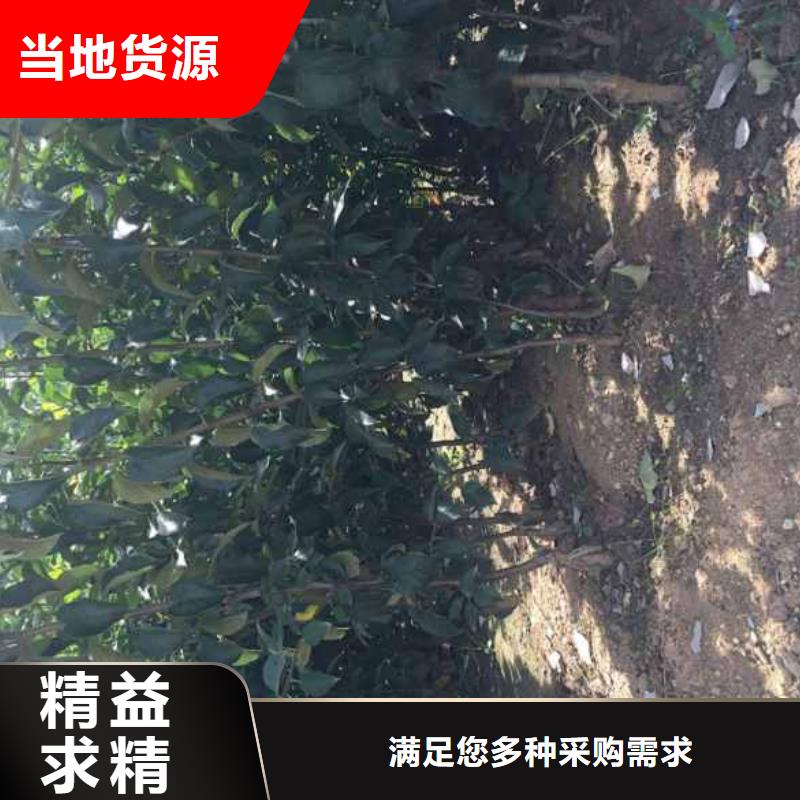 蘋果苗_梨樹苗質(zhì)檢合格發(fā)貨