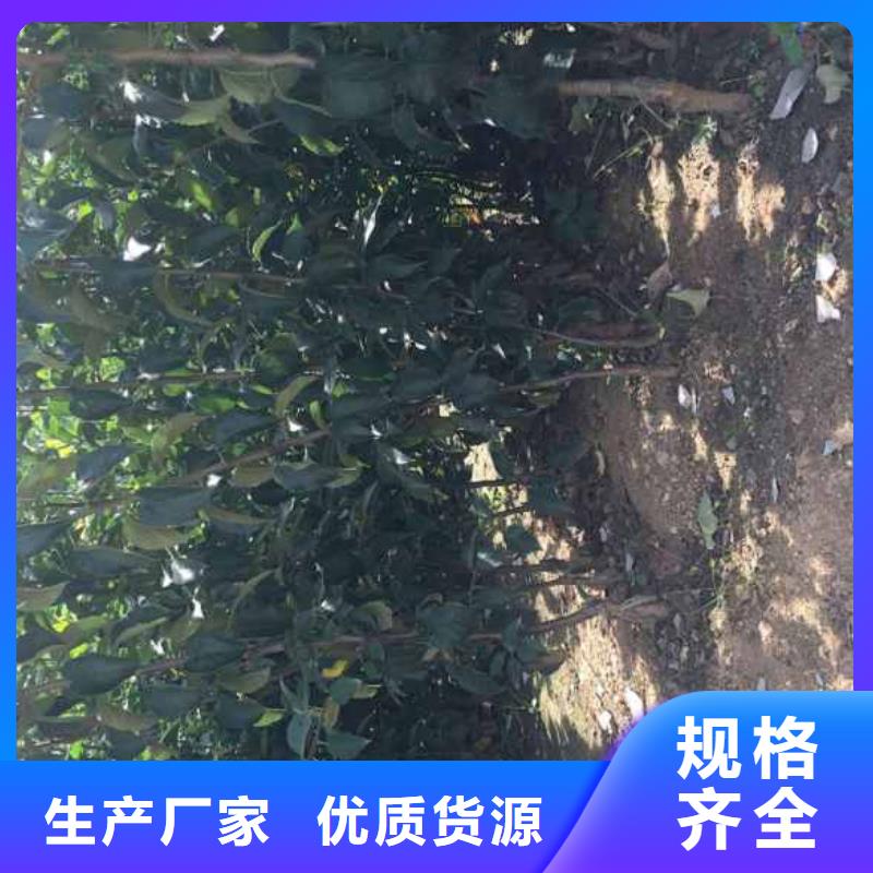【苹果苗】_梨树苗定制定做兴海核桃苗