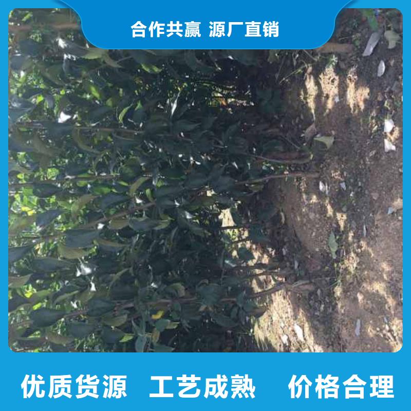 苹果苗蓝莓苗品质保证