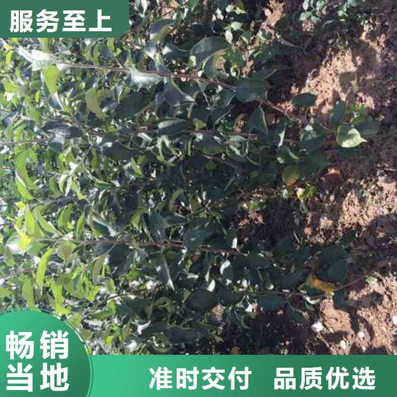 蘋果苗藍莓苗分類和特點