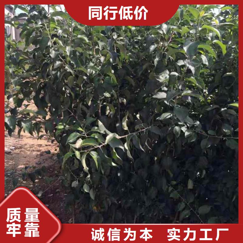 苹果苗核桃苗优选货源