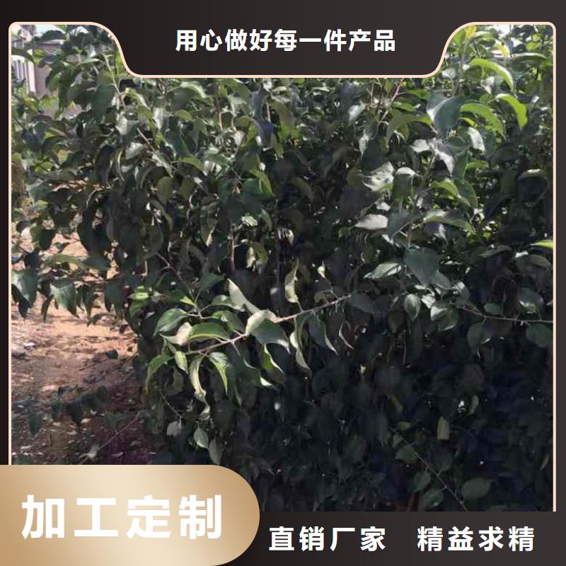 苹果苗核桃苗适用范围广