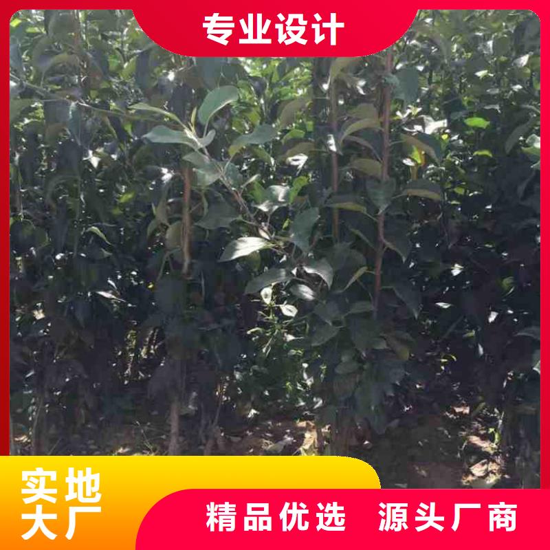 蘋果苗梨樹苗安心購