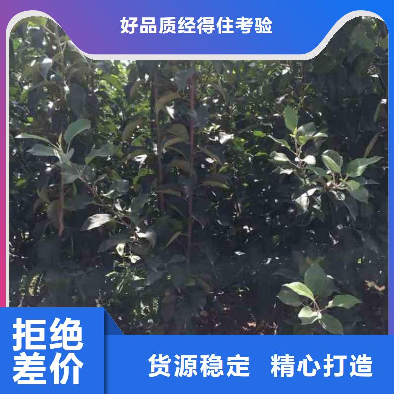 【 苹果苗 花椒苗原厂制造】