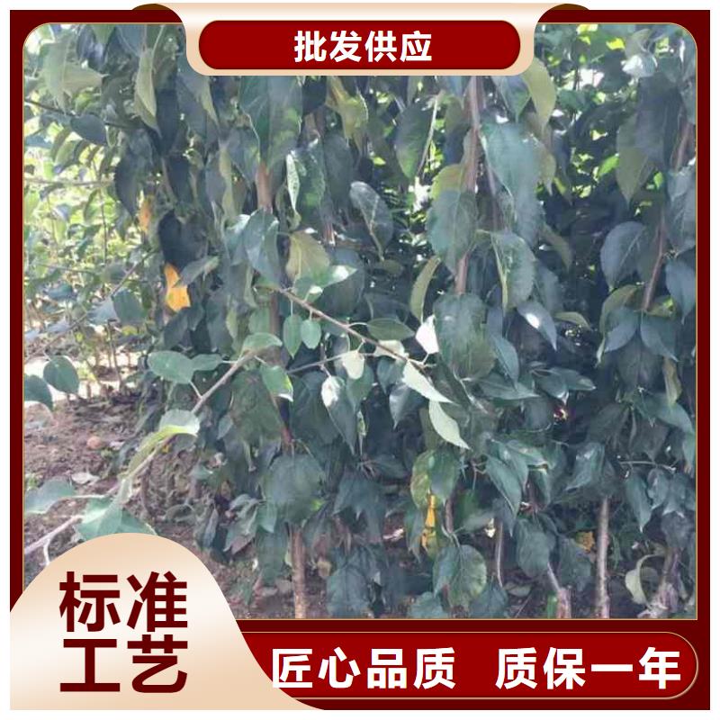 【苹果苗】,桃树苗安装简单