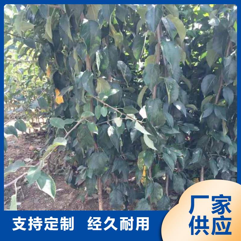 核桃苗-视频-铁岭市核桃苗|调兵山|昌图|抚顺|朝阳|盘锦|葫芦岛