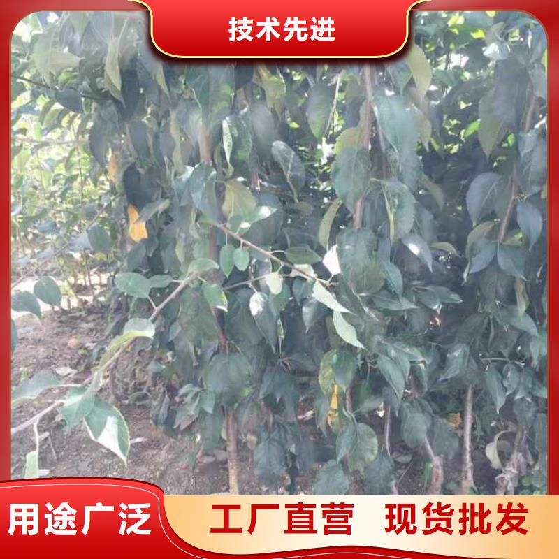 苹果苗梨树苗一件也发货