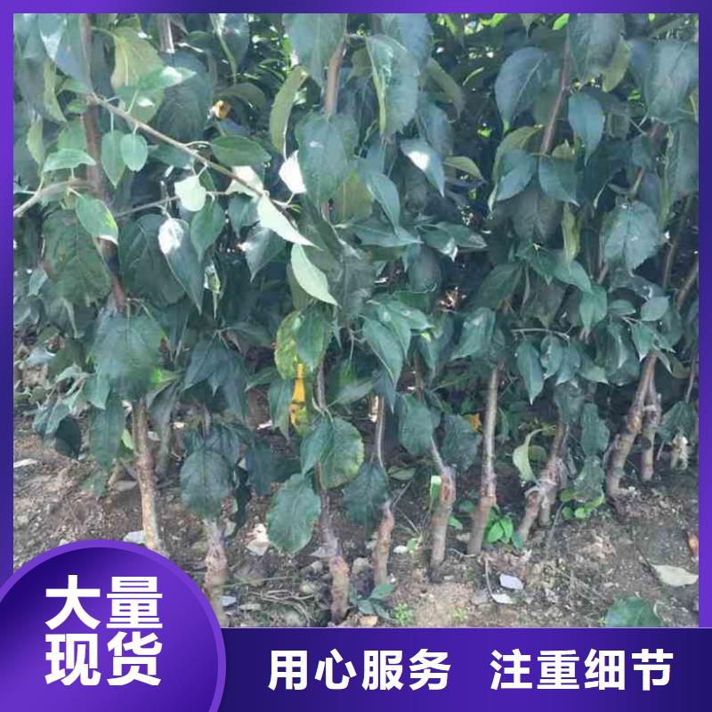 信誉至上【苹果苗】_梨树苗定制定做-企业旺旺