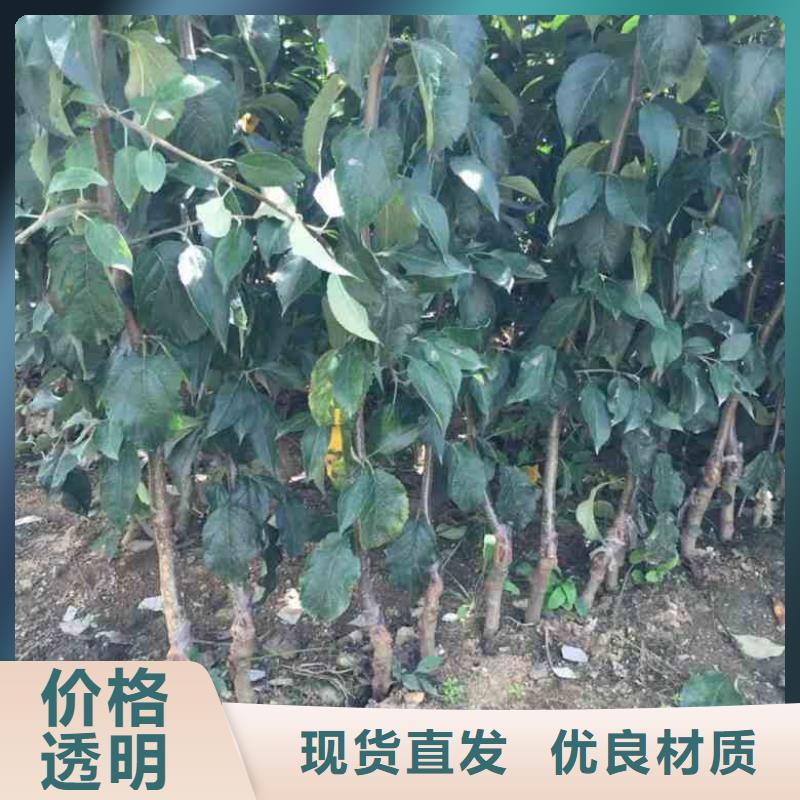 【苹果苗】_梨树苗定制定做|核桃苗-兴海苗木种植社(天津市分公司)