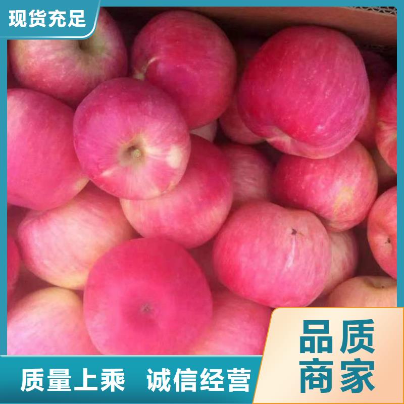 订购[兴海]苹果苗梨树苗源厂直接供货