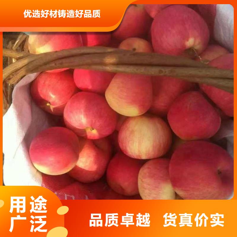 订购[兴海]苹果苗梨树苗源厂直接供货