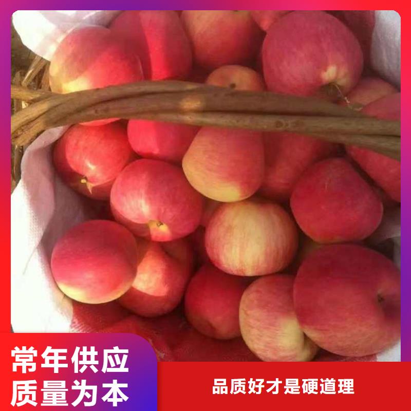 【苹果苗板栗苗货源直销】-【上海】厂家直营【兴海】