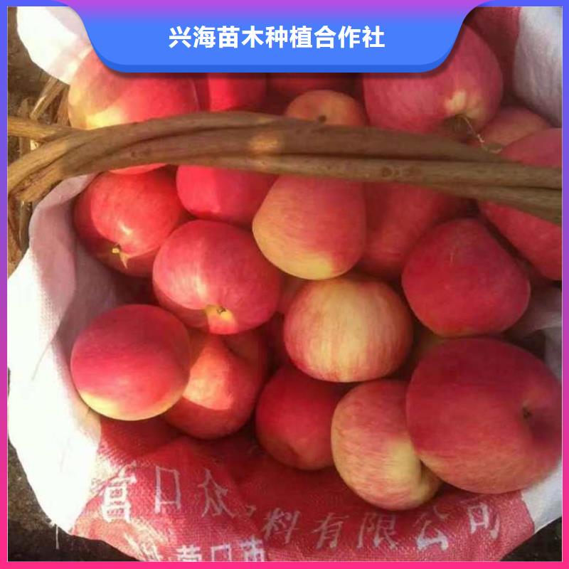 【【苹果苗】-桃树苗货源直供】-广西直销《兴海》
