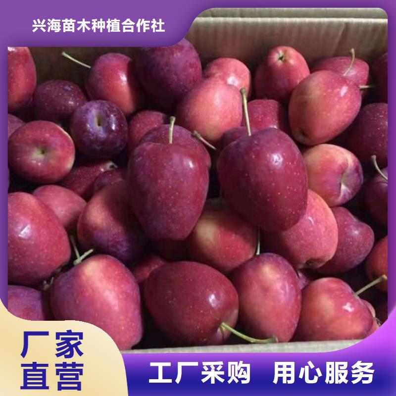【苹果苗李子苗供应采购】-<海南>当地<兴海>