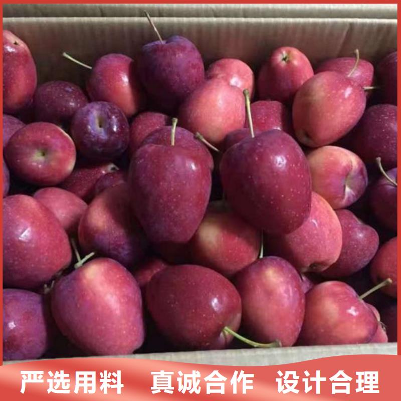 【苹果苗板栗苗货源直销】-【上海】厂家直营【兴海】