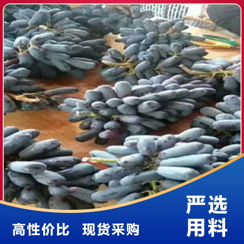葡萄苗-梨树苗订制批发