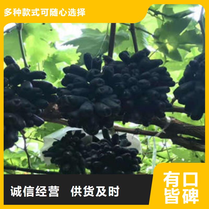 葡萄苗_板栗苗真正让利给买家