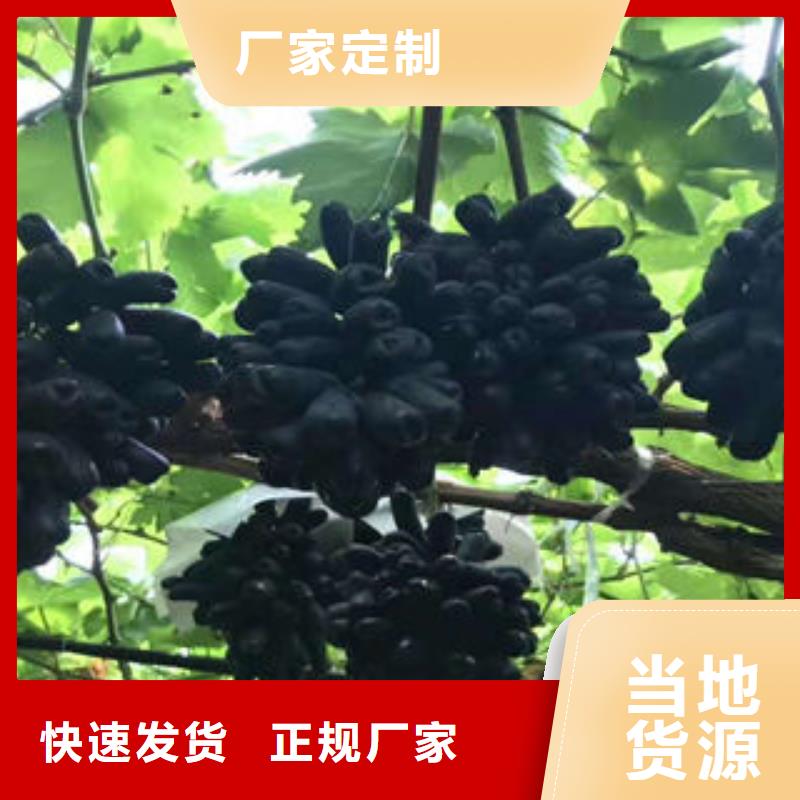 葡萄苗-梨樹苗訂制批發(fā)