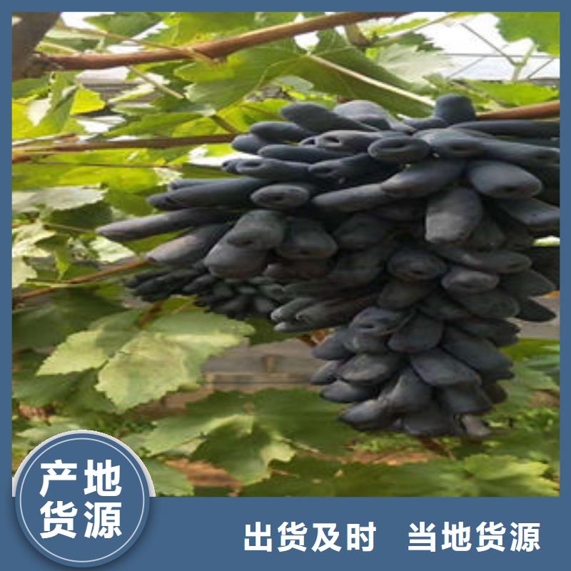葡萄苗桃树苗产地源头好货