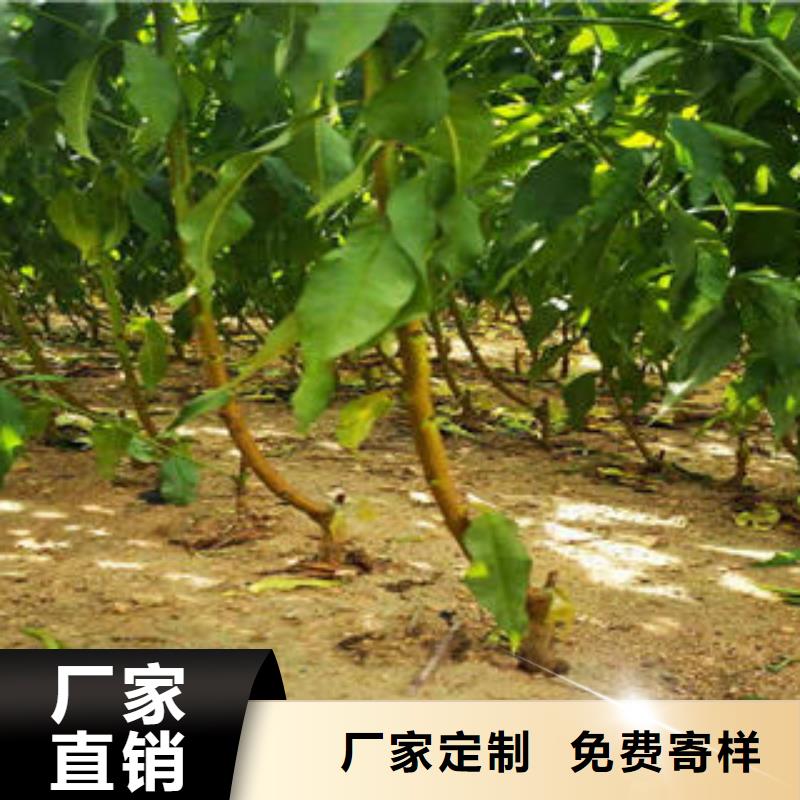 【葡萄苗】李子苗厂家实力大