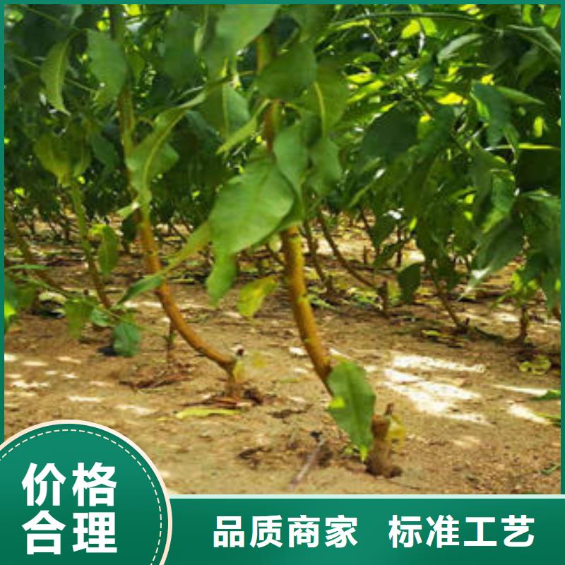 质量安心葡萄苗,【核桃苗】价格实惠