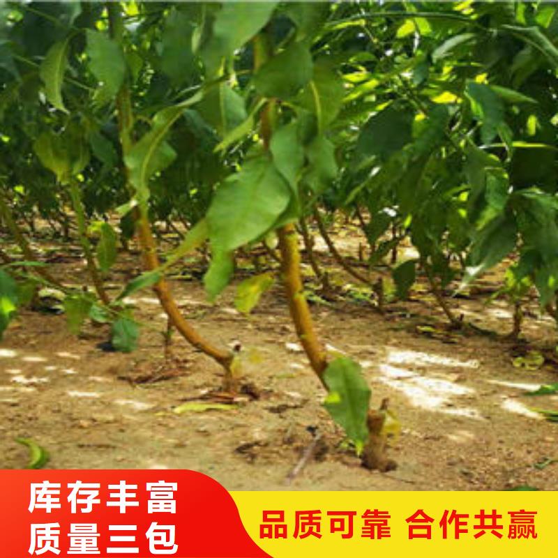 葡萄苗_蓝莓苗现货批发