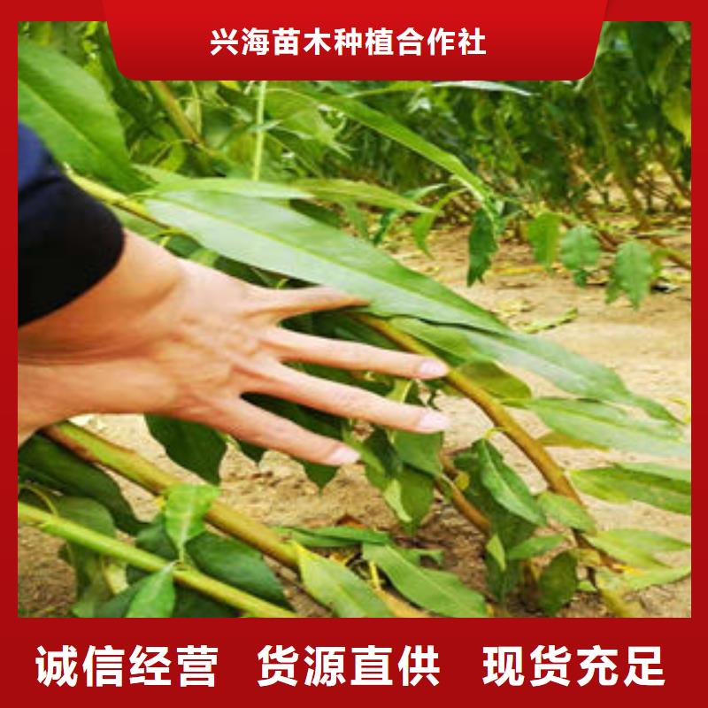 【葡萄苗】_板栗苗定制不额外收费