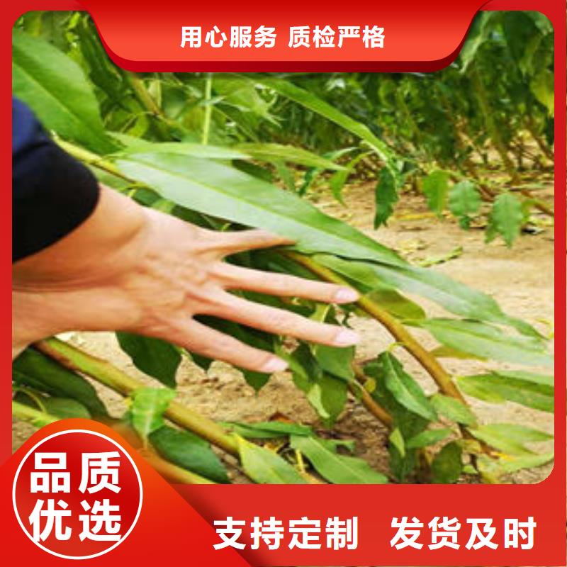 葡萄苗_梨樹苗質檢嚴格放心品質