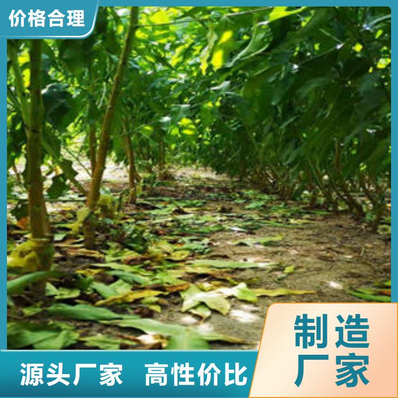 质量安心葡萄苗,【核桃苗】价格实惠