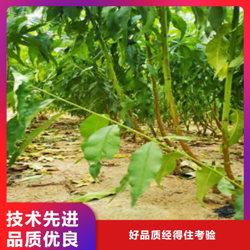 葡萄苗_梨树苗专业完善售后