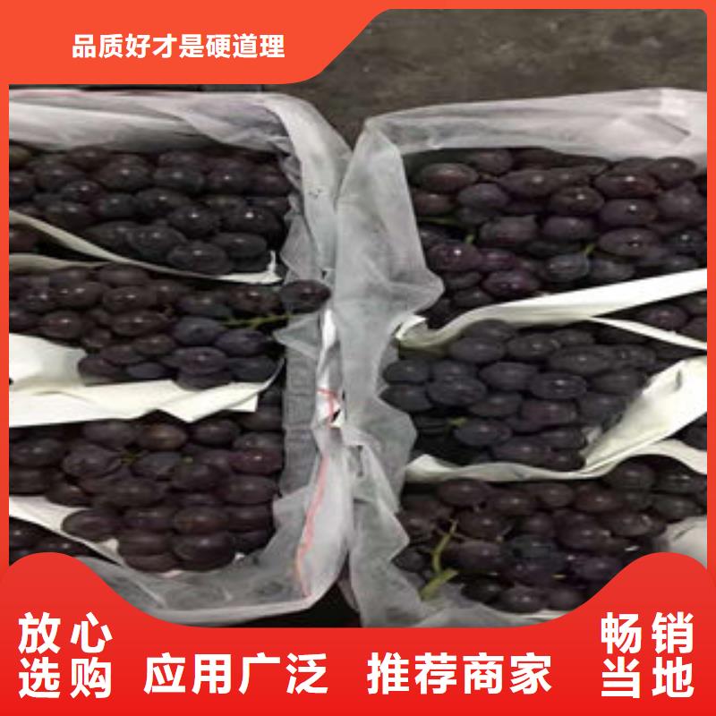 葡萄苗山楂苗厂家实力大