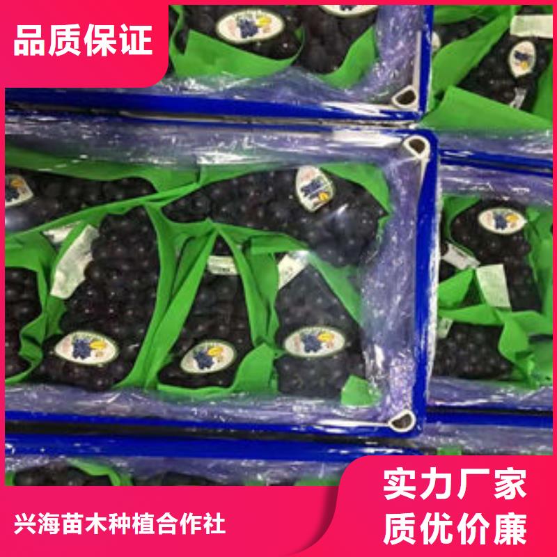 葡萄苗_梨树苗大厂生产品质