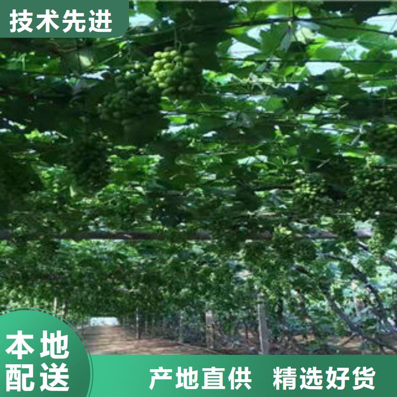 【 葡萄苗板栗苗定制不额外收费】兴海核桃苗