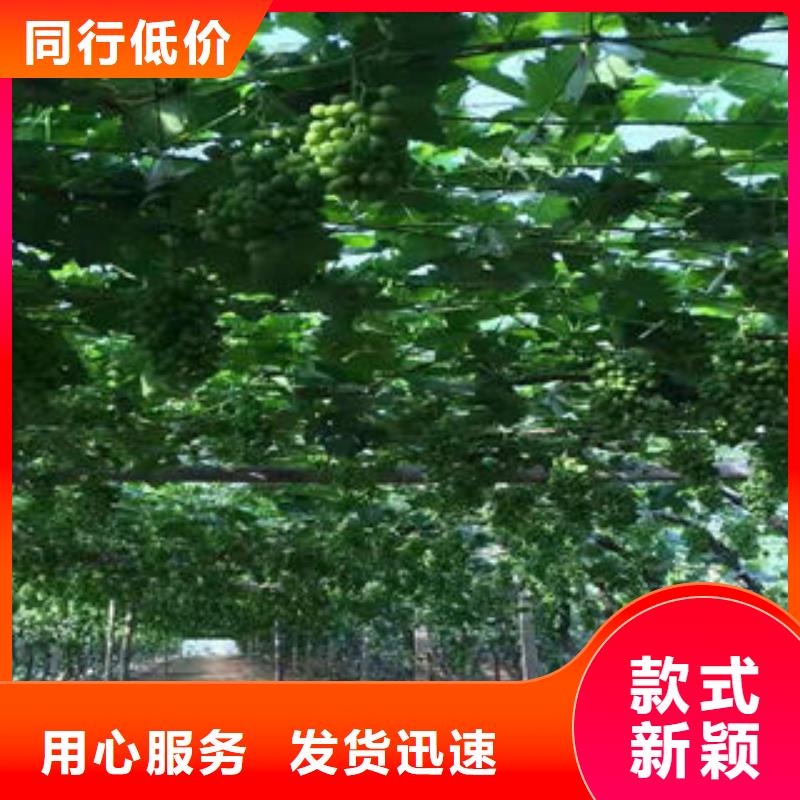 葡萄苗桃树苗产地源头好货