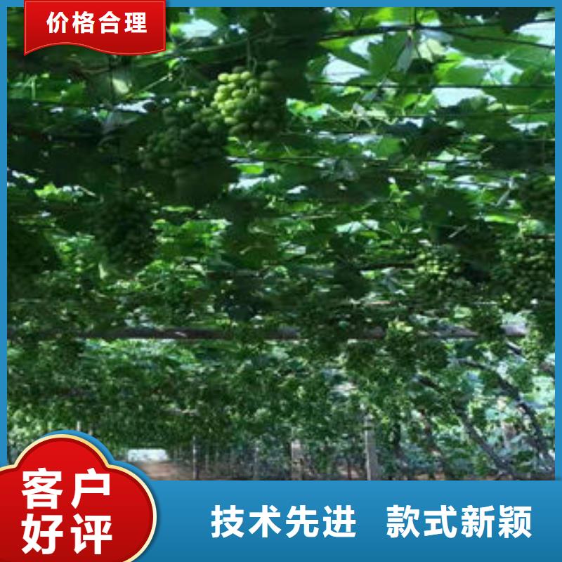 葡萄苗_花椒苗专业供货品质管控