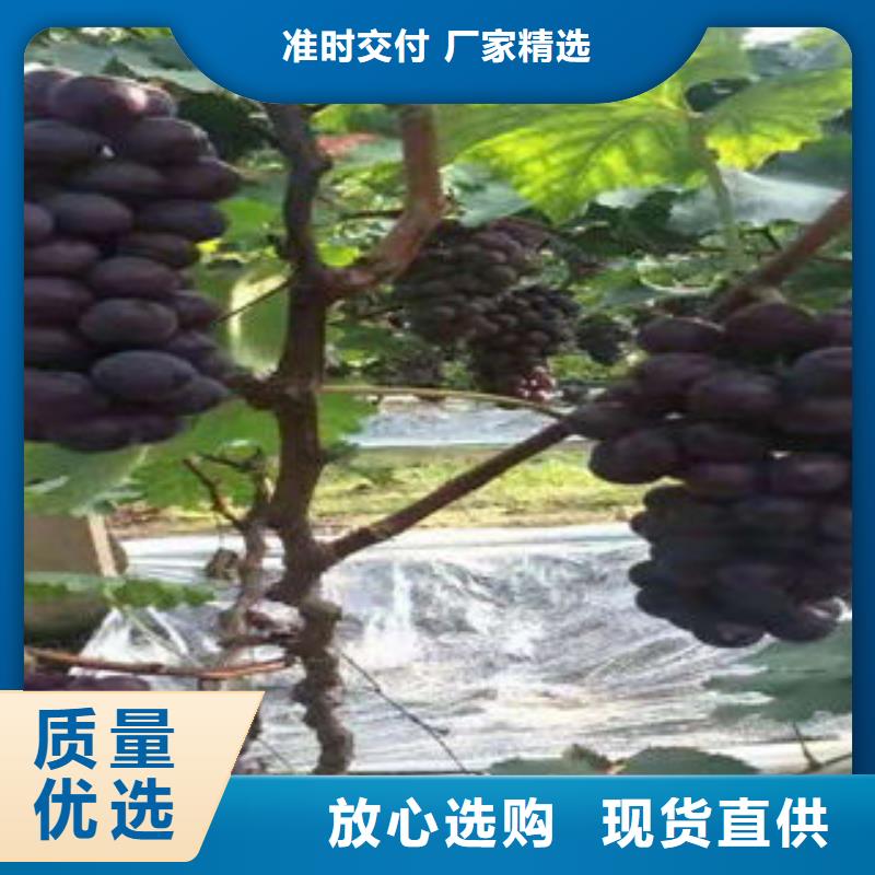 【 葡萄苗-花椒苗质优价保】-服务范围包括博白|玉州|南宁|贺州|来宾|梧州|桂林等