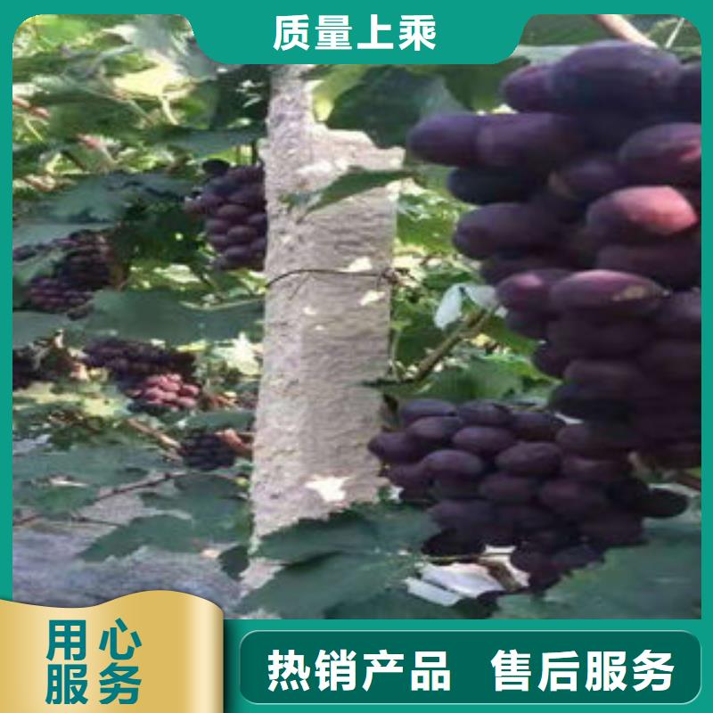 葡萄苗,【花椒苗】品种全