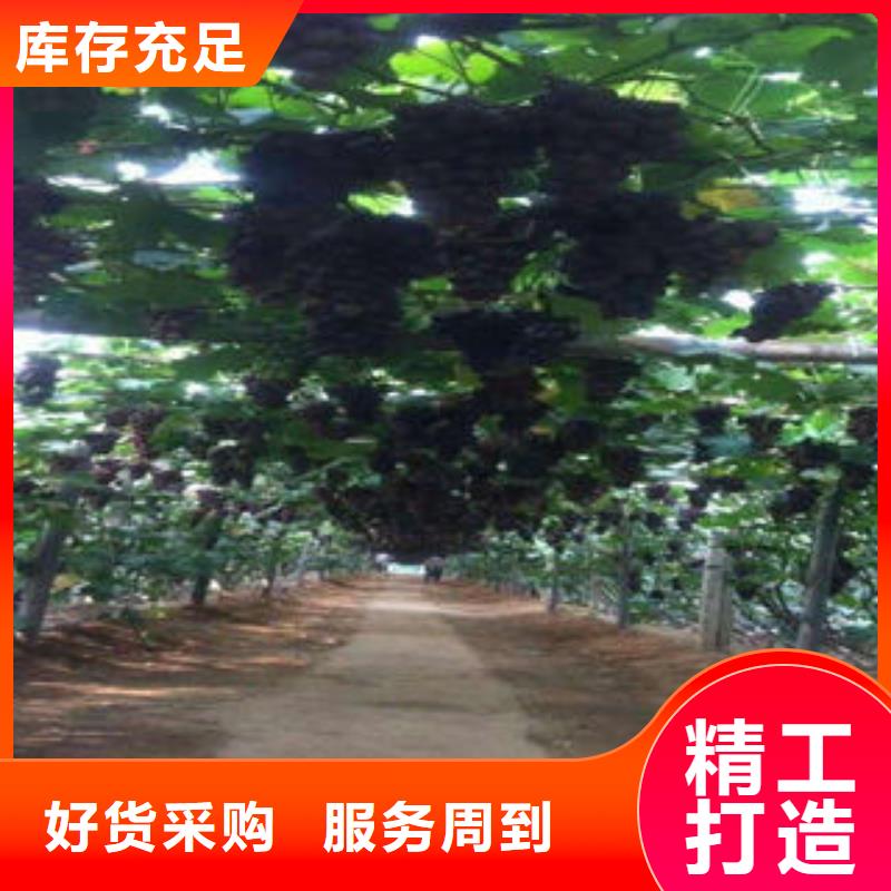 【 葡萄苗板栗苗定制不额外收费】