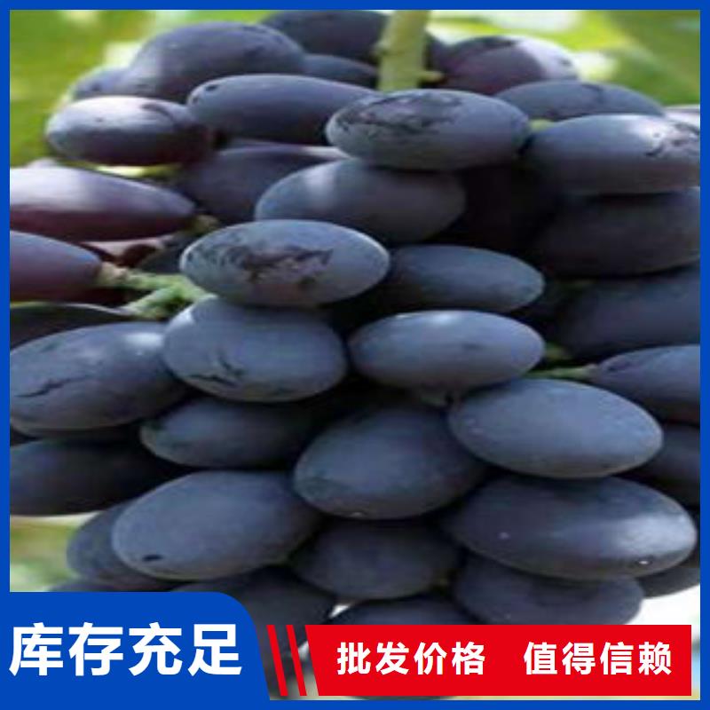 【厂家型号齐全 葡萄苗-花椒苗质优价保】-(兴海)