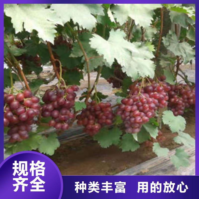 葡萄苗梨树苗精致工艺