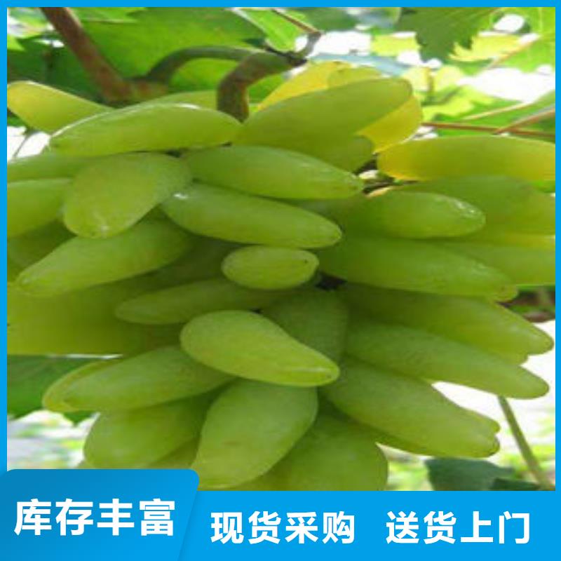 【厂家型号齐全 葡萄苗-花椒苗质优价保】-(兴海)